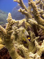 'Peek a boo' taken at Breaking Patches off Cairns.. by Daniel Foote 
